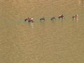 Flock of Mandarin with two Eastern Spot-billed ducks Royalty Free Stock Photo