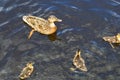 A flock of many beautiful wild water birds of ducks with chicks ducklings with beak and wings swims against the background of the Royalty Free Stock Photo