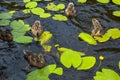 A flock of many beautiful wild water birds of ducks with chicks ducklings with beak and wings swims against the background Royalty Free Stock Photo