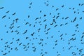 Flock of many birds flying in clear blue sky