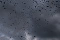 Flock of many black raven birds in motion against storm sky with dark grey rain clouds