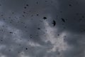 Flock of many black raven birds in motion against storm sky with dark grey rain clouds