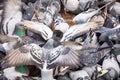 A flock, many pigeons are fighting for food and bread in nature. Feeding the hungry birds