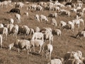 Flock with many sheep grazing with sepia toned effect