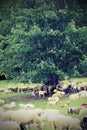 flock with many sheep grazing under the great tree in the mounta Royalty Free Stock Photo