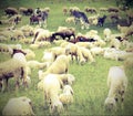 Flock with many sheep with lambs grazing in the high mountain me Royalty Free Stock Photo