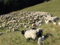 Flock with many sheep with long fleece grazing on mountain meado