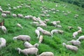 flock with many shorn sheep without wool fleece before the hot s