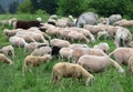 flock with many white shorn sheep without fleece after shearing