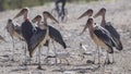 Flock of Marabou Storks in Field