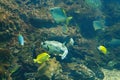 Flock of marine coral fish near the stone over bottom of sea