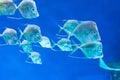 Flock of marine tropical fish Selene vomer fish swims in the depths of the ocean