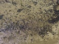 A flock of marsh brown frog tadpoles in the shallows of a clear alpine lake in the Swiss Alps and in area of the mountain Gotthard Royalty Free Stock Photo