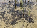 A flock of marsh brown frog tadpoles in the shallows of a clear alpine lake in the Swiss Alps and in area of the mountain Gotthard Royalty Free Stock Photo