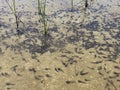 A flock of marsh brown frog tadpoles in the shallows of a clear alpine lake in the Swiss Alps and in area of the mountain Gotthard Royalty Free Stock Photo