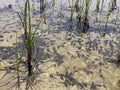 A flock of marsh brown frog tadpoles in the shallows of a clear alpine lake in the Swiss Alps and in area of the mountain Gotthard Royalty Free Stock Photo