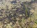 A flock of marsh brown frog tadpoles in the shallows of a clear alpine lake in the Swiss Alps and in area of the mountain Gotthard Royalty Free Stock Photo