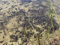 A flock of marsh brown frog tadpoles in the shallows of a clear alpine lake in the Swiss Alps and in area of the mountain Gotthard Royalty Free Stock Photo