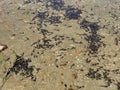 A flock of marsh brown frog tadpoles in the shallows of a clear alpine lake in the Swiss Alps and in area of the mountain Gotthard Royalty Free Stock Photo