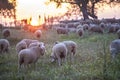 A flock of merina sheep grazing at sunset