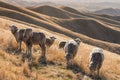 Flock of merino sheep on grassy hill