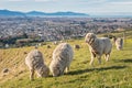 Flock of merino sheep grazing on farmland above Blenheim Royalty Free Stock Photo