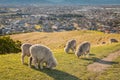 Flock of merino sheep grazing on Wither Hills above Blenheim town Royalty Free Stock Photo