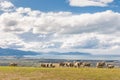 Flock of merino sheep grazing on Wither Hills near Blenheim, New Zealand Royalty Free Stock Photo