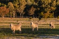 Flock of merino sheep in paddock Royalty Free Stock Photo