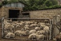 Flock of Merino sheet in a pen behind a gate