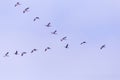 Flock of migrating bean geese