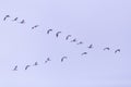 Flock of migrating bean geese