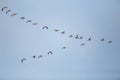 Flock of migrating bean geese flying in v-formation