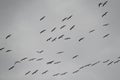 Flock of Migrating Birds in Cloudy Winter Sky Royalty Free Stock Photo