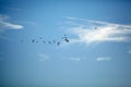 Flock of migrating birds flying in an evening sky Royalty Free Stock Photo