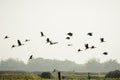 Flock of migrating birds flying together as a group in against blue sky over lake in an imperfect V formation. Vedantangal Bird Royalty Free Stock Photo