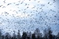 Birds flying away, winter season migration