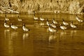 Flock of geese walking on ice sepia Royalty Free Stock Photo
