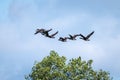 A flock of migrating Canadian Geese fly over the top of a tree with blue sky background overlaid with faint feathery white clouds Royalty Free Stock Photo