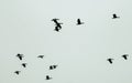 Flock of migrating Cormorant Shag Birds flying together as a group in blue sky in an imperfect formation. Vedantangal Bird Royalty Free Stock Photo