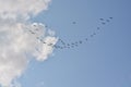 Flock of migrating geese Royalty Free Stock Photo