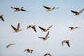 A flock of migrating geese flying in formation.