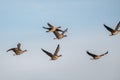 A flock of migrating geese flying in formation. Royalty Free Stock Photo