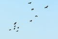 Flock of migrating geese flying in an imperfect V formation. Birds flying in formation, Blue sky background. Nelapattu Bird Royalty Free Stock Photo