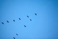 Flock of migrating geese flying in v formation