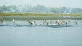 Flock of migrating geese Red crested pochard together as a group spotted in a polluted shoreline in Binsar Wildlife Sanctuary,