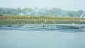 Flock of migrating geese Red crested pochard together as a group spotted in a polluted shoreline in Keoladeo National Park, known
