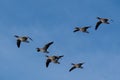 A flock of migrating greylag geese flying in formation. Royalty Free Stock Photo