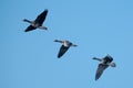 A flock of migrating greylag geese flying in formation. Royalty Free Stock Photo