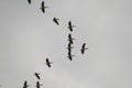 Flock of Migrating Pelicans Birds in Cloudy Winter Sky Royalty Free Stock Photo